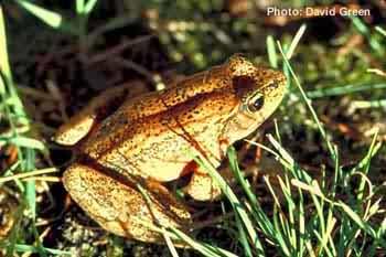 Northern Red-legged Frog. Photo:David Green