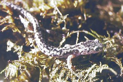 Clouded Salamander. Photo:David Green