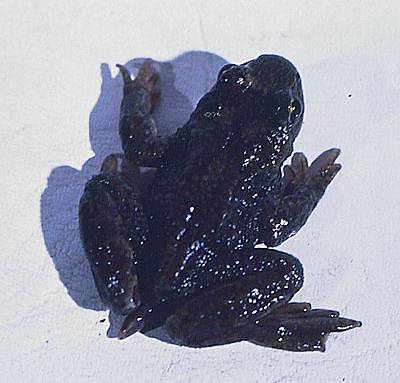 Tailed Frog. Photo:David Green