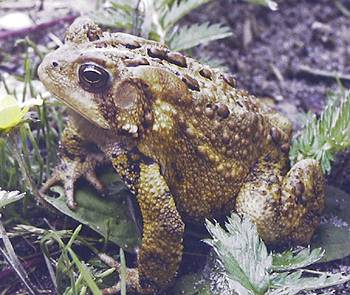 American Toad. Photo:David Green