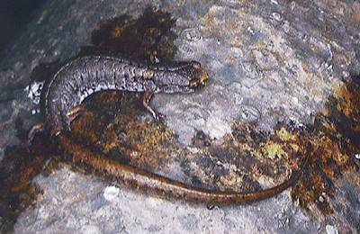 Four-toed Salamander. Photo:John Mitchell