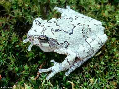 Tetraploid Gray Treefrog. Photo: John White