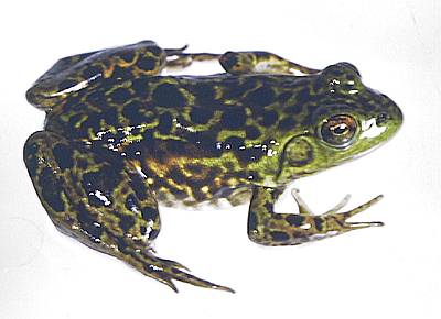 Mink Frog. Photo:David Green