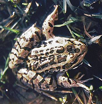 Pickerel Frog. Photo:John Mitchell