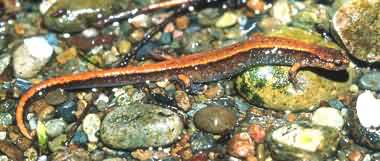 Western Redback Salamander. Photo: William Leonard