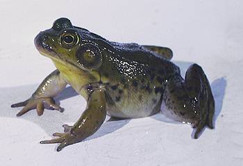 Green Frog. Photo:David Green