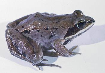 Wood Frog. Photo:David Green
