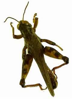 Migratory grasshopper (Melanoplus sanguinipes). Photo:Stephanie Boucher