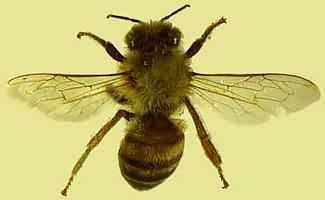 Honey bee (Apis mellifera). Photo:Stephanie Boucher