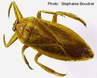 Giant water bug (Lethocerus americanus). Photo:Stephanie Boucher