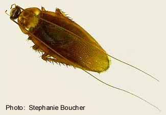 American cockroach (Periplaneta americana). Photo:Stephanie Boucher