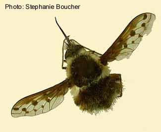 Large bee fly (Bombylius pygmaeus). Photo:Stephanie Boucher