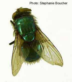 Green bottle fly (Phaenicia sericata). Photo:Stephanie Boucher