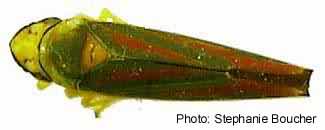 Graphocephala teliformis. Photo:Stephanie Boucher