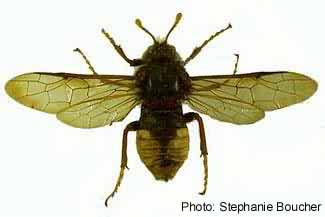 Elm sawfly (Cimbex americana). Photo:Stephanie Boucher