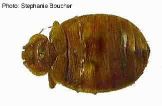 Common bedbug (Cimex lectularius). Photo:Stephanie Boucher