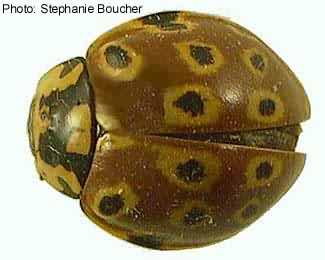 Eye-spotted lady beetle (Anatis mali). Photo:Stephanie Boucher