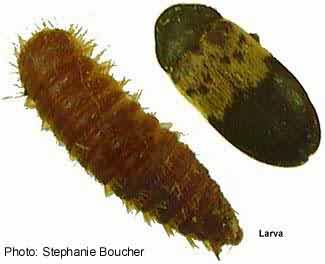 Larder beetle (Dermestes lardarius). Photo:Stephanie Boucher