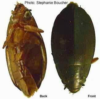 Large whirligig beetle (Dineutes discolor). Photo:Stephanie Boucher