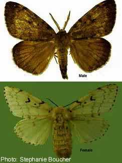 Gypsy moth (Lymantria dispar). Photo:Stephanie Boucher