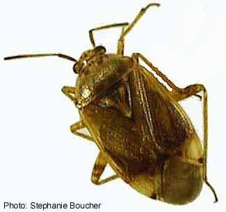 Tarnished plant bug (Lygus lineolaris). Photo:Stephanie Boucher