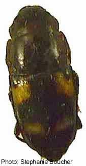 Picnic beetle (Glischochrilus quadrisignatus). Photo:Stephanie Boucher