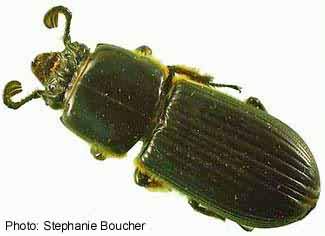 Patent-leather beetle (Odontotaenius disjunctus). Photo:Stephanie Boucher