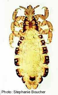 Human louse (Pediculus humanus). Photo:Stephanie Boucher