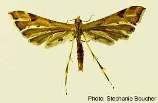 Artichoke plume moth (Platyptilia carduidactyla). Photo:Stephanie Boucher