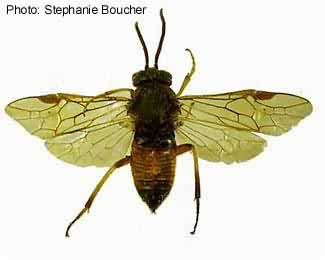 Larch sawfly (Pristiphora erichsonii). Photo:Stephanie Boucher