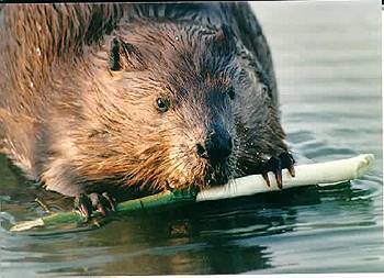 American Beaver. Photo:Peter Mirejovsky