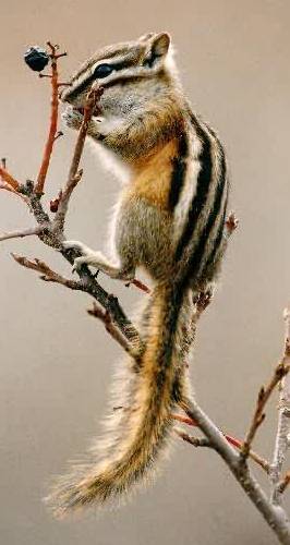 Eastern Chipmunk. Photo:Peter Mirejovsky