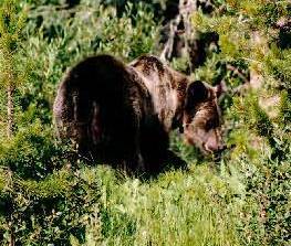 Grizzly Bear. Photo:Peter Mirejovsky