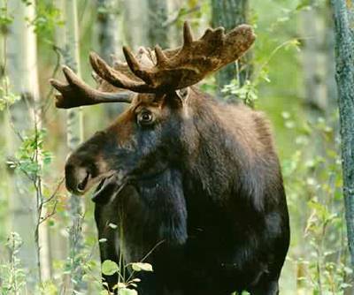 Picture Of Moose