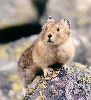 American Pika. Photo:Peter Mirejovsky