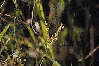 Photo: USDA, NRCS, 1997 - Northeastern Wetlands Flora @PLANTS