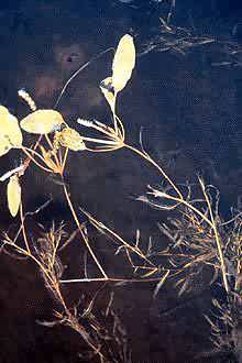 Photo: USDA, NRCS, 1997 - Northeastern Wetlands Flora @PLANTS