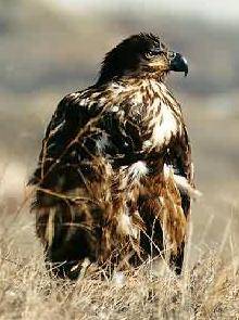 Golden eagle. Photo: Peter Mirejovsky