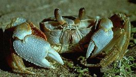 Ghost crab. Photo: George Harrison, USFWS