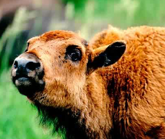 Baby buffalo. Photo: Peter Mirejovsky