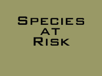 Species at risk