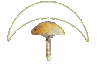 Back to the main Fungi page