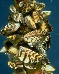 Zebra mussels. Photo: S. van Mechelen, University of Amsterdam