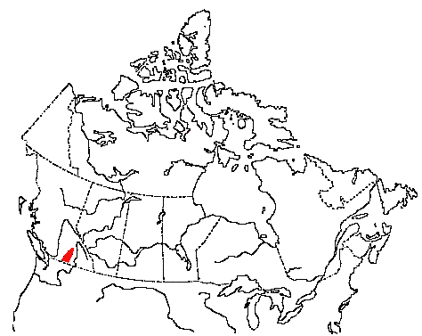 Map of White-throated Swift in Canada
