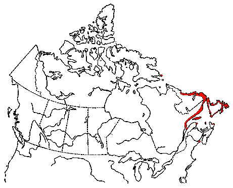 Map of Razorbill in Canada