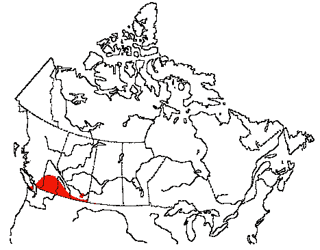 Map of Cinnamon Teal in Canada