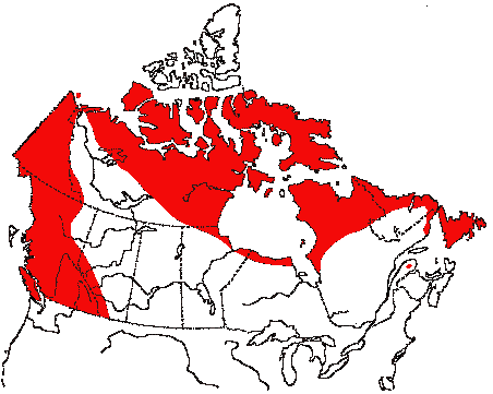 Map of American Pipit in Canada
