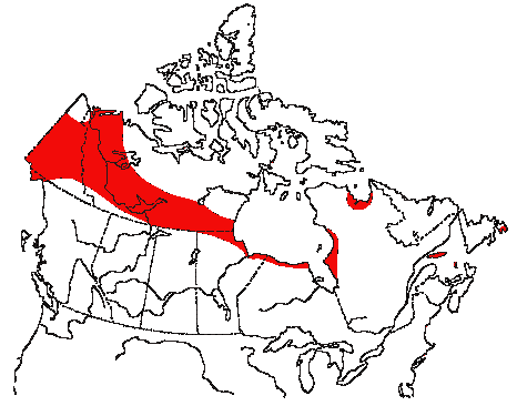 Map of Greater Scaup in Canada
