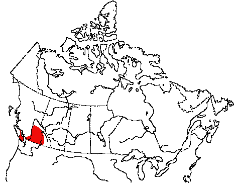 Map of House Finch in Canada