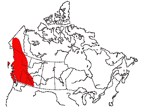 Map of American Dipper in Canada